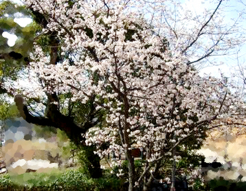 グリーンパーク桜3.jpg